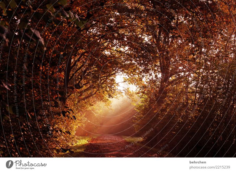 hoffnungsschimmer Natur Landschaft Sonne Herbst Nebel Baum Sträucher Blatt Wald schön Mut Hoffnung Glaube Traurigkeit Trauer Herbstlaub Fußweg Wärme Spaziergang