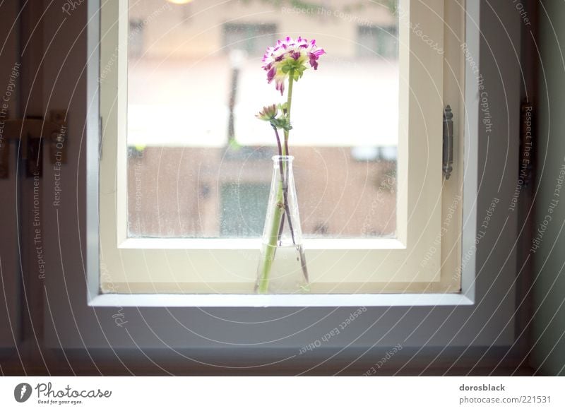 vitrine. einrichten Fensterbrett Blume ästhetisch Duft elegant Hoffnung harmonisch Vase Farbfoto Gedeckte Farben Innenaufnahme Menschenleer Tag Licht