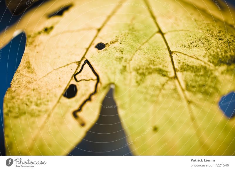 These Days Umwelt Natur Pflanze Urelemente Herbst Blatt Freundlichkeit hell schön trocken weich gelb Stimmung Fröhlichkeit Zufriedenheit Lebensfreude