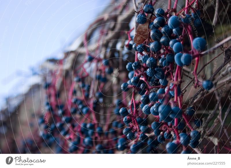 Selbstkletternd Natur Herbst Winter Pflanze Wildpflanze Wein Jungfernrebe Wilder Wein Mauer Wand Fassade dehydrieren ästhetisch schön trocken blau rosa rot