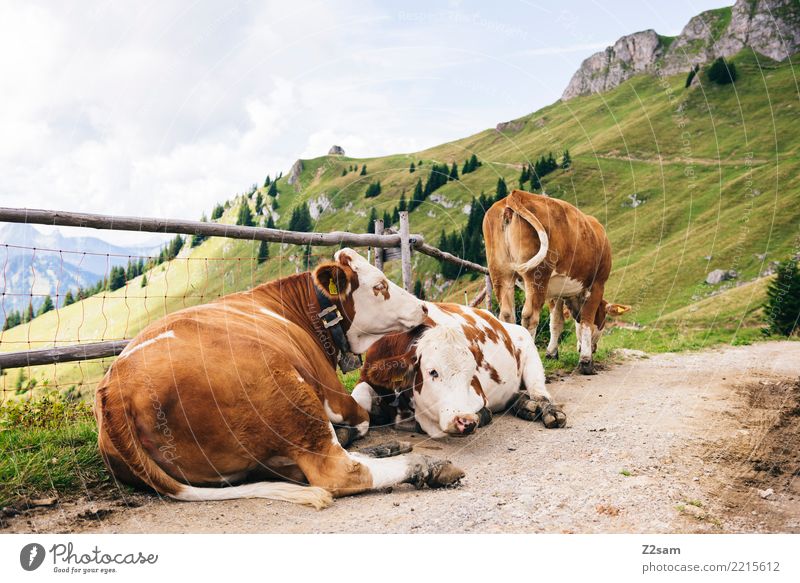 Kuhkuscheln Berge u. Gebirge Umwelt Natur Landschaft Himmel Sommer Alpen Gipfel Verkehrswege 3 Tier Erholung liegen Glück natürlich braun grün Vertrauen