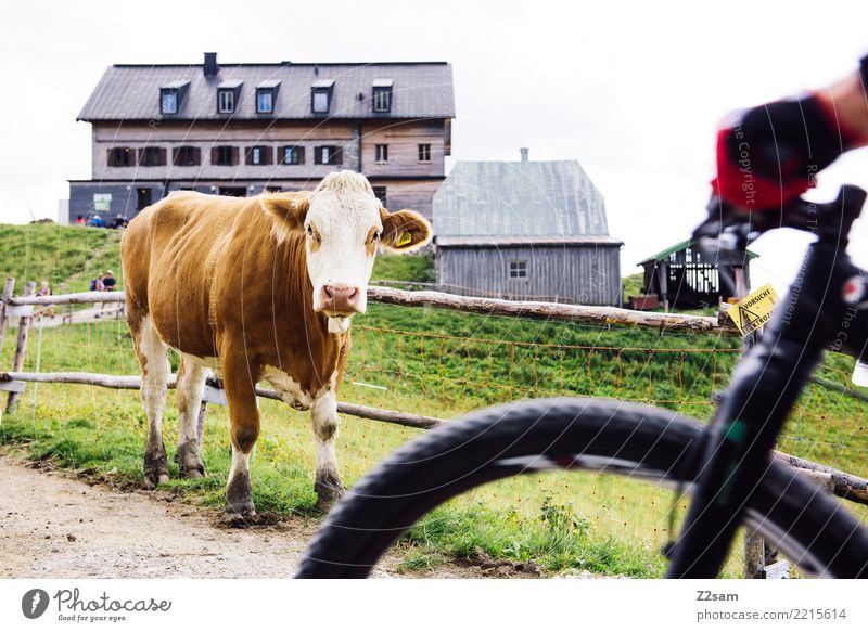 sch.... Radfahrer! Freizeit & Hobby Ferien & Urlaub & Reisen Tourismus Fahrradtour wandern Mountainbike 1 Mensch Natur Landschaft Sommer Schönes Wetter Alpen