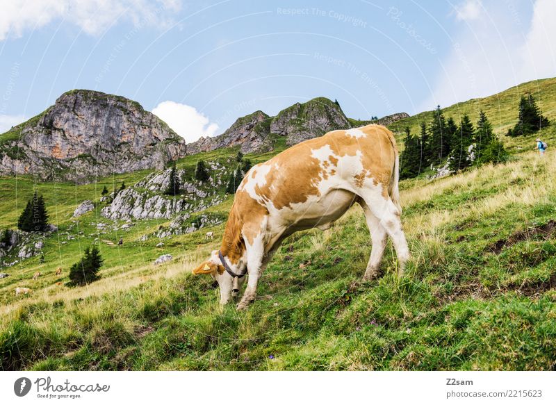 MUHHH!!! Berge u. Gebirge wandern Umwelt Natur Landschaft Himmel Sommer Schönes Wetter Wiese Alpen Kuh Fressen stehen Glück nachhaltig natürlich braun grün