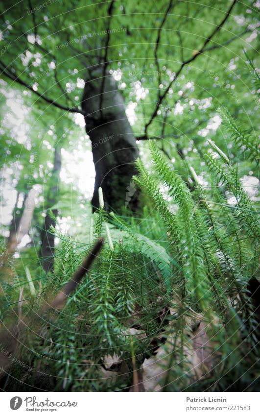 above us only trees Umwelt Natur Pflanze Urelemente Erde Sommer Baum Blatt Grünpflanze Wildpflanze Wald beobachten Blühend entdecken leuchten Wachstum hell