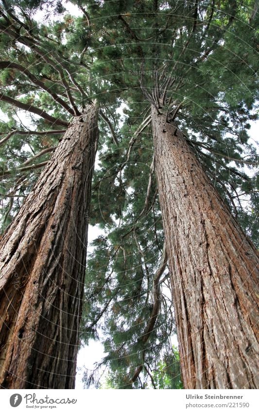 Zwei Mammutbäume aus der Froschperspektive Pflanze Baum Wachstum alt außergewöhnlich exotisch groß hoch lang nah dünn stark braun Kraft ruhig Zusammenhalt 2