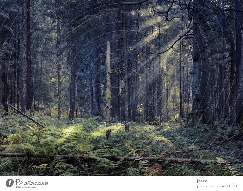 Es war einmal … Natur Pflanze Baum Wald dunkel groß gruselig gelb grün ruhig Hoffnung Märchenwald mystisch Waldlichtung Efeu Farbfoto Gedeckte Farben