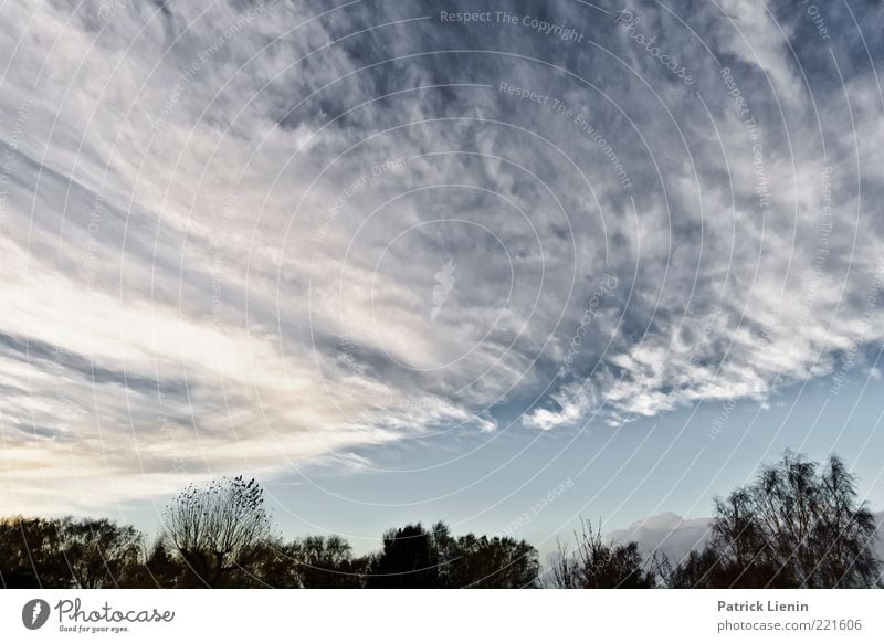 Make my day Umwelt Natur Landschaft Pflanze Urelemente Luft Himmel Wolken Gewitterwolken Herbst Wetter Wind Baum Wald außergewöhnlich oben schön blau Stimmung