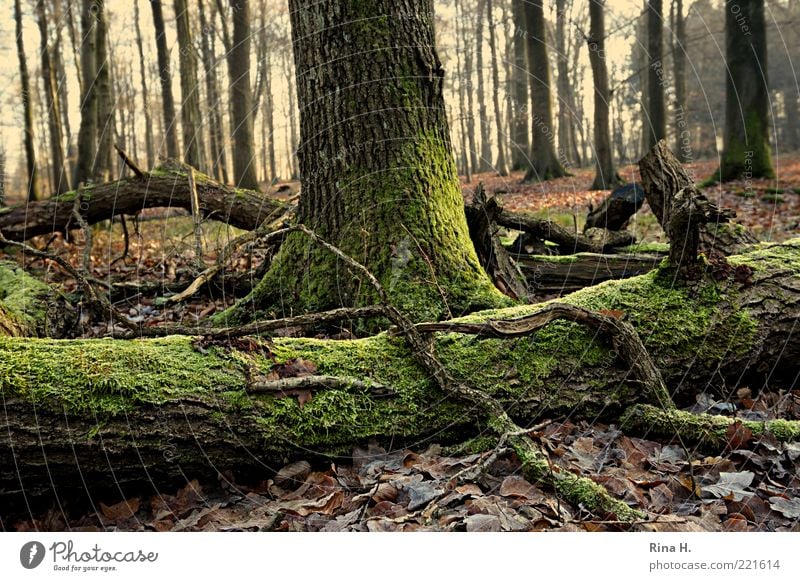 WinterWald Umwelt Natur Landschaft Erde Wetter Moos natürlich grün Gefühle Einsamkeit Perspektive ruhig Verfall Vergänglichkeit Blatt Baumstamm Frost