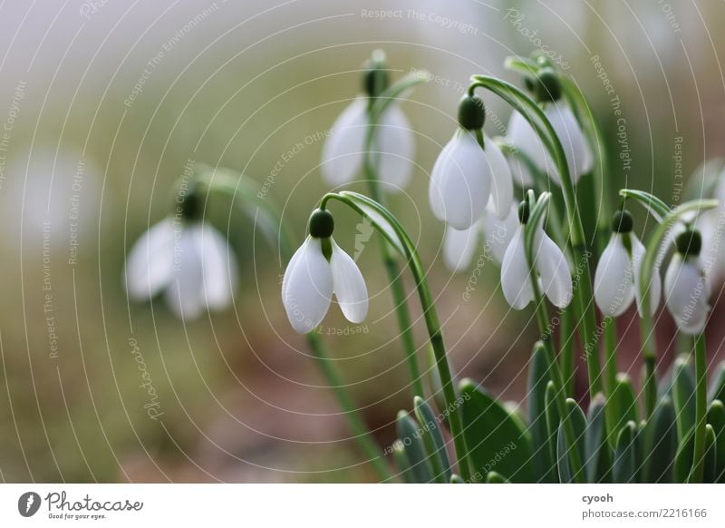 Frühlingsboten Pflanze Blume Blüte Blühend Wachstum kalt weich weiß Frühlingsgefühle Vorfreude Beginn Erwartung Hoffnung Idylle Leben Natur rein Zeit Zukunft