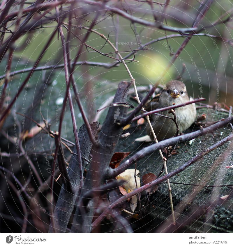 Spatz im Gestrüpp Natur Pflanze Tier Baum Sträucher Wildpflanze Blatt Mauerpflanze Vogel Tiergesicht 1 beobachten frech kalt blau braun grau Wachsamkeit