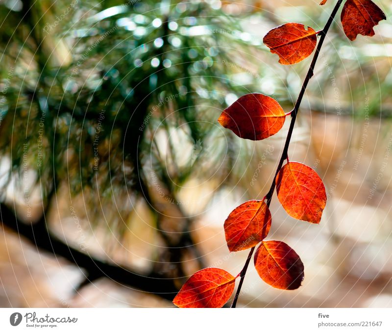 blattleine Umwelt Natur Pflanze Sonnenlicht Herbst Sträucher Blatt Grünpflanze rot Stimmung Farbfoto Außenaufnahme Nahaufnahme Detailaufnahme Tag Licht