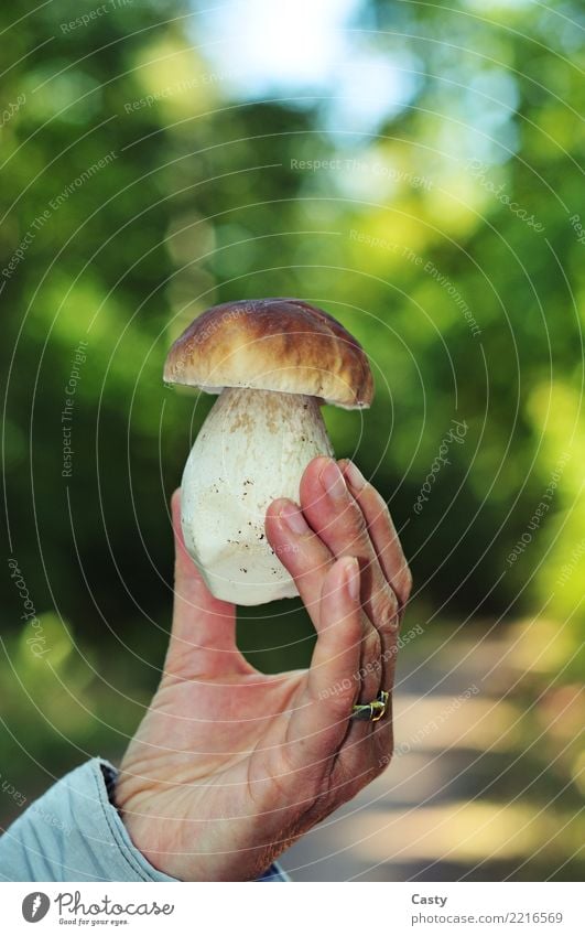 Boletus Steinpilz Lebensmittel Hand Herbst genießen Dickröhrling edulis Steinpilze cep porcini sammeln speisepilze röhrlinge essbar Farbfoto