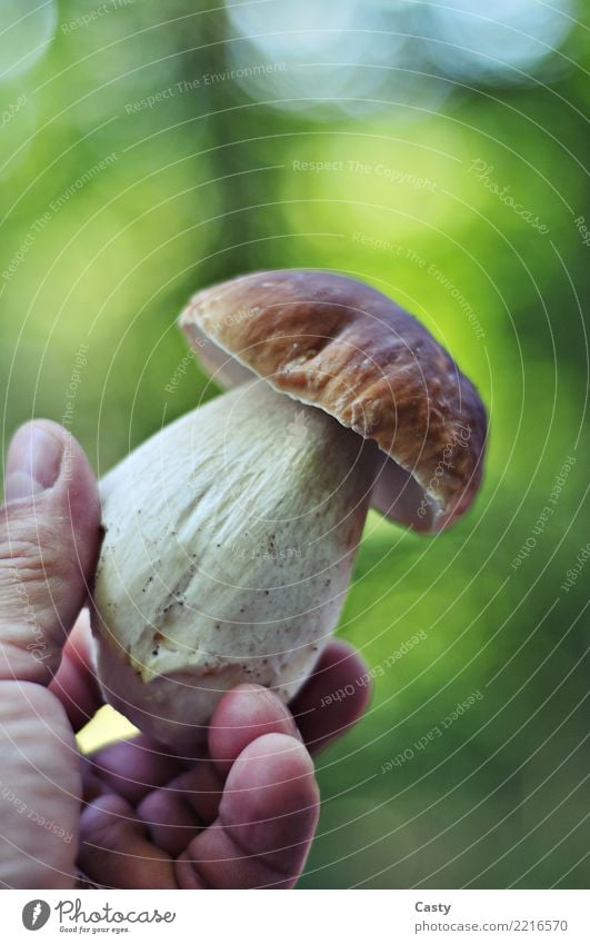 Steinpilz Boletus Lebensmittel Gemüse Frucht Speisepilze Pilze Ernährung Bioprodukte Vegetarische Ernährung Pilzgerichte Freizeit & Hobby Hand Natur Herbst