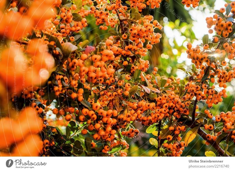 Wärme tanken 2 Umwelt Natur Pflanze Sommer Schönes Wetter Sträucher Wildpflanze Feuerdorn Rosengewächse Beerensträucher Garten Park Sardinien hängen leuchten