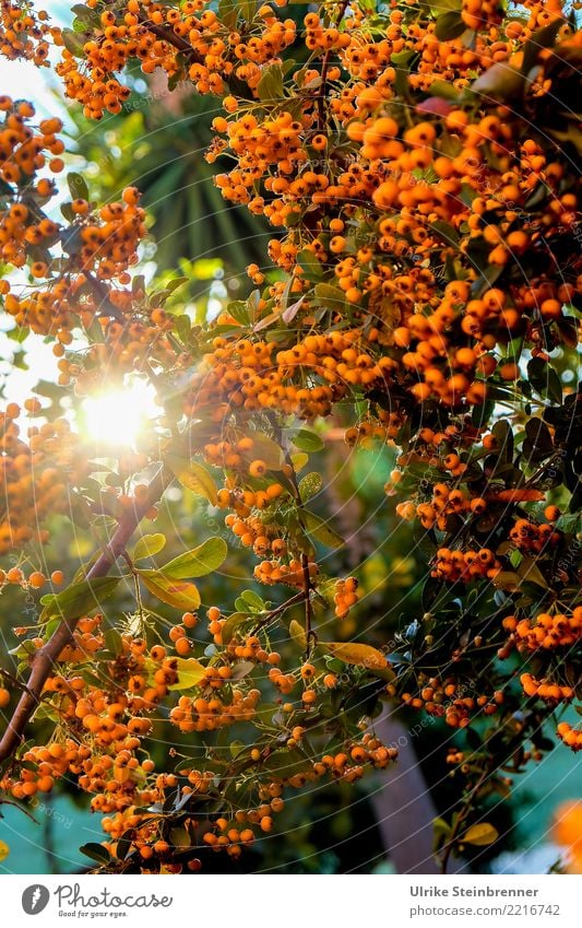 Wärme tanken 1 Umwelt Natur Pflanze Sonnenaufgang Sonnenuntergang Sommer Schönes Wetter Sträucher Wildpflanze Feuerdorn Rosengewächse Beerensträucher Garten