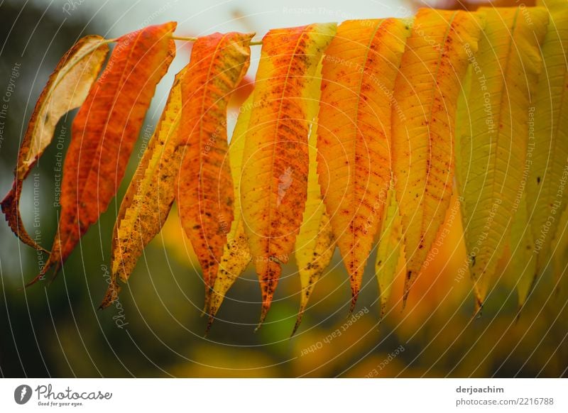 Herbstfarben leuchten die langen Blätter die an einem Ast  herunter hängen. Rot, Braun und Grün. Design Erholung wandern Umwelt Natur Schönes Wetter Blatt Wald