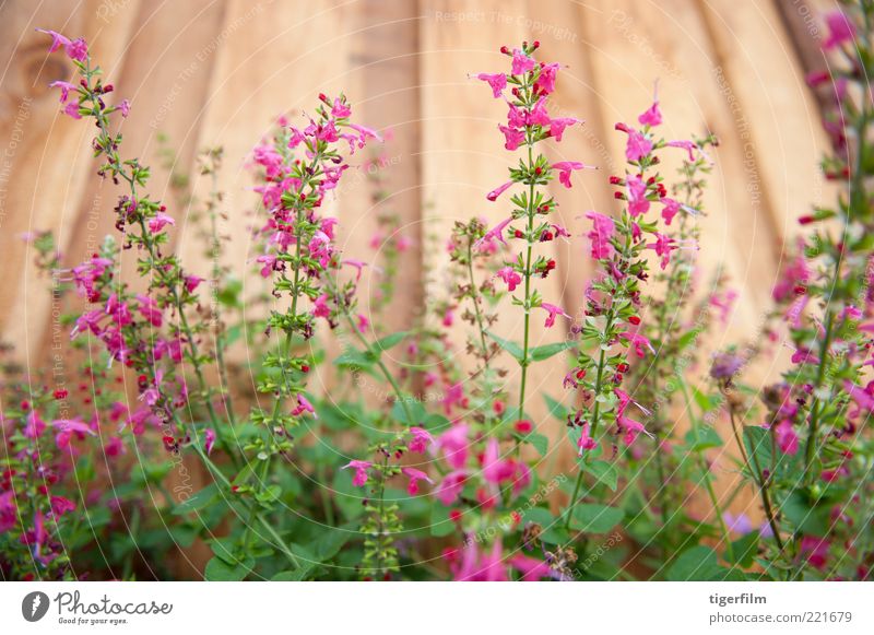 schöne rosa rote Salvias gegen einen Zaun Salbei Blume Pflanze Stengel Blick nach oben Linie vertikal Holz Holzplatte Salvia splendens Garten