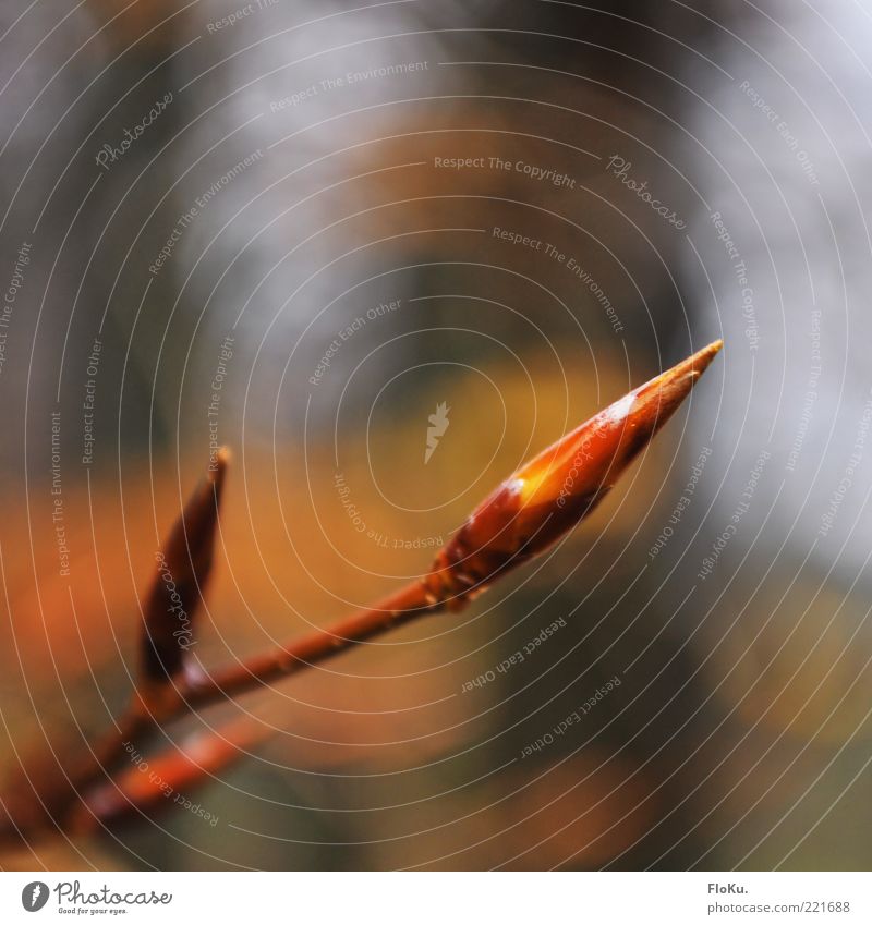 junges Blatt Umwelt Natur Herbst Pflanze Blüte Grünpflanze Wildpflanze Wachstum glänzend braun gold Blattknospe Zweig Farbfoto Außenaufnahme Nahaufnahme