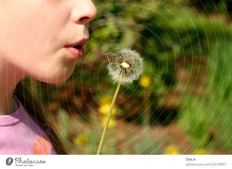 Zahnloser Löwe Spielen Kinderspiel Mensch feminin Mädchen Kindheit Mund Lippen 1 3-8 Jahre 8-13 Jahre Natur Pflanze Frühling Sommer Blume Wildpflanze verblüht