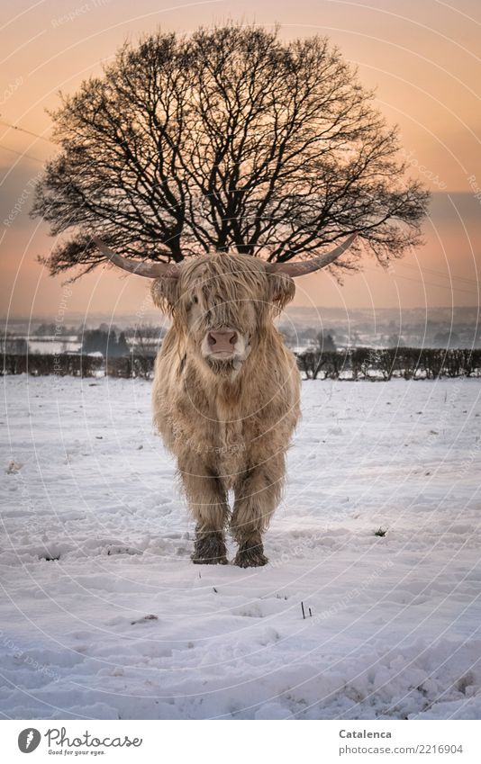 Kopfschmuck Natur Himmel Horizont Winter Klima Schönes Wetter Schnee Baum Sträucher Hecke Wiese Feld Rind Higlandcattle Kuh 1 Tier beobachten stehen kalt