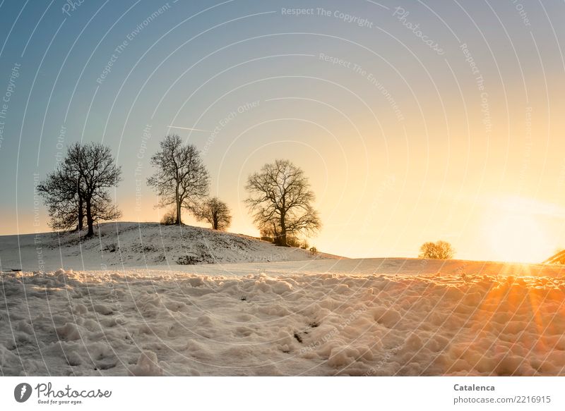 Die letzten Sonnenstrahlen; Schneelandschaft Natur Landschaft Wolkenloser Himmel Horizont Sonnenaufgang Sonnenuntergang Winter Schönes Wetter Baum Wiese Hügel