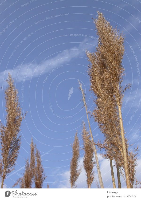 Schilf Schilfrohr Gras Blüte Halm Schilff Himmel