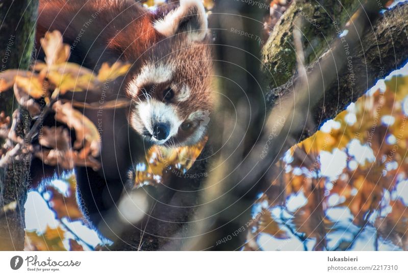 Roter Panda klettert auf Baum roter panda niedlich Klettern Herbst Blatt Tier Ast Fell schön süß Säugetier Zoo klein Natur Nahaufnahme Zürich gefährlich