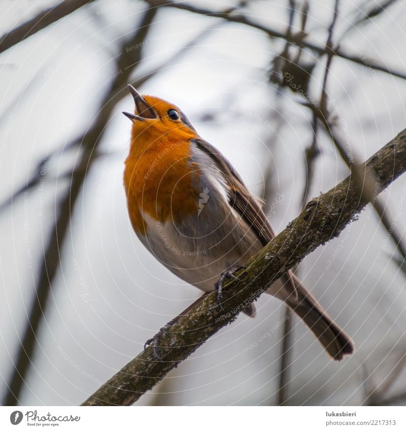 Rotkehlchen singt auf Ast rotbrüstchen Gezwitscher singen Gesang Vogel schön süß Winter Feder kleinvogel warten Natur Tierjunges festhalten Baum kahl Himmel