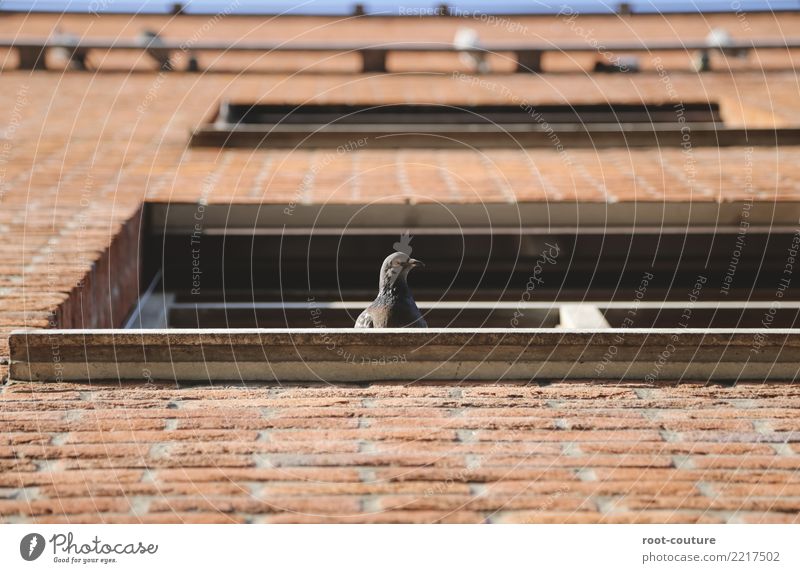 Taube Nuss Natur Haus Mauer Wand Tier Vogel Tiergesicht 1 Tiergruppe Stein Backstein beobachten sitzen hoch oben wild braun Frieden Sicherheit Kontrolle Fenster