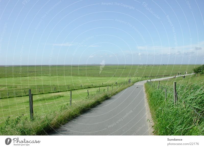 nordsee Neuwerk Sommer Horizont ruhig Kuh Wiese Zaun Europa Nordsee Himmel