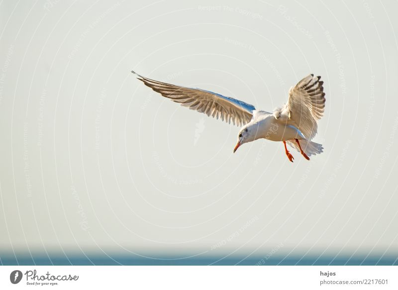 Black-headed gull flying deep over the beach Strand Umwelt Tier Luft Wasser Himmel Wolkenloser Himmel Horizont Ostsee Wildtier Vogel fliegen grau weiß