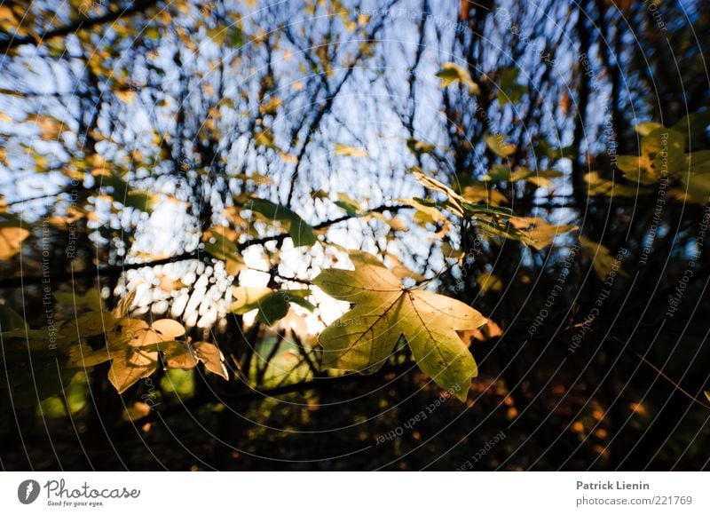 Herbstwäldchen Umwelt Natur Pflanze Urelemente Himmel Baum Blatt Wildpflanze Wald entdecken fallen genießen schön gelb Stimmung Fröhlichkeit Ahorn Ast