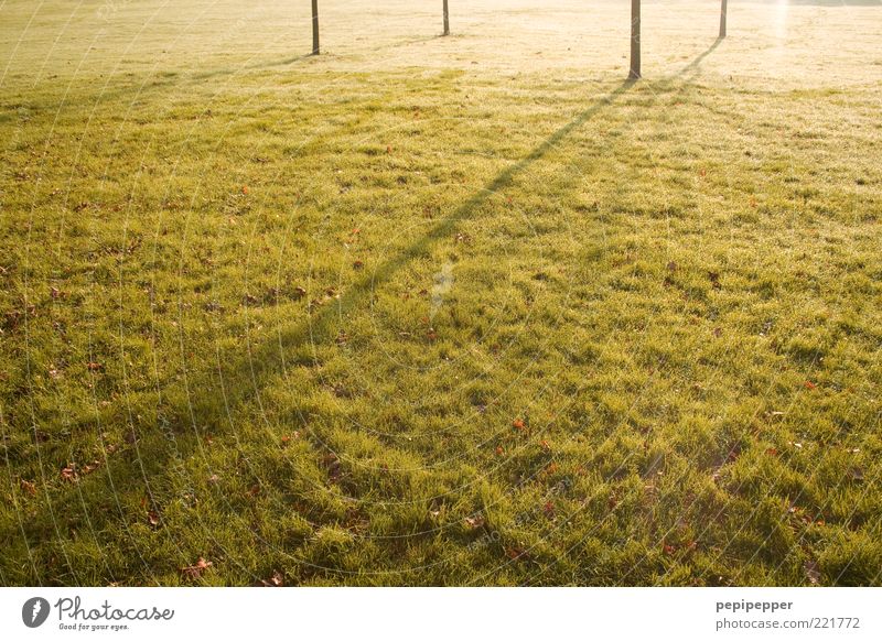 I I / I Sommer Natur Landschaft Pflanze Sonnenlicht Schönes Wetter Gras Wiese Linie Streifen dünn gelb grün Farbfoto Außenaufnahme Detailaufnahme Licht Schatten