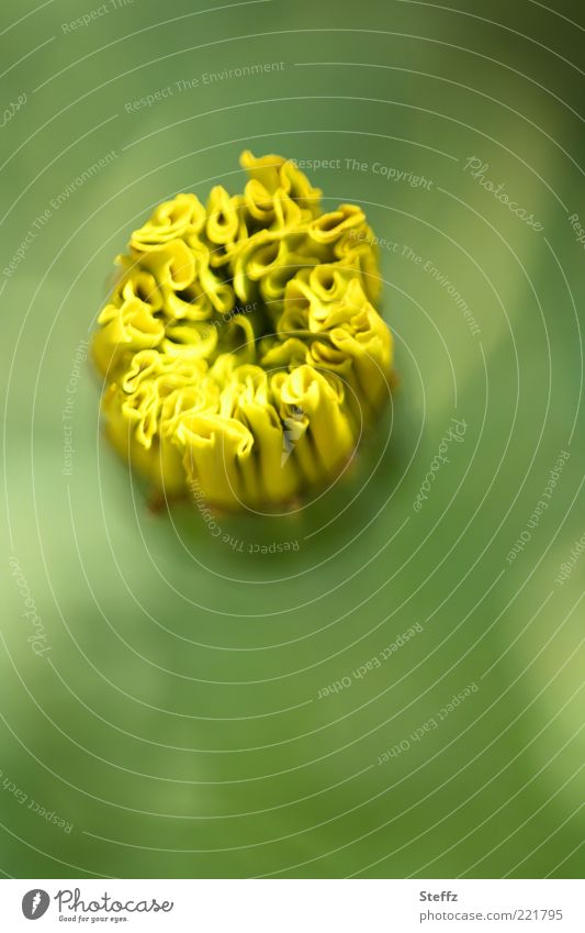 bald blüht Tagetes gelb anders Blume Knospe Frühlingsblume Jungpflanze Blütenknospen aufblühen gelbe Blume Blütenkelch Blühend neu grün blühende Frühlingsblume