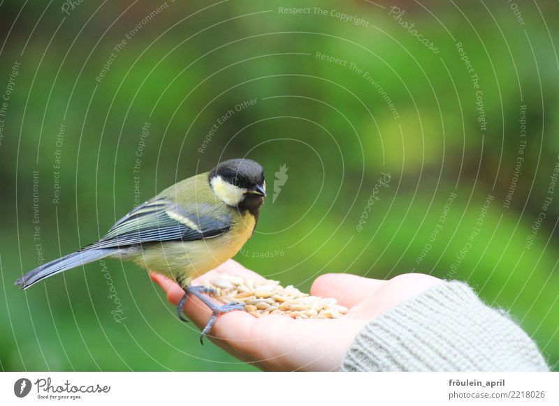 mutige Kohlmeise Hand Umwelt Natur Tier Frühling Sommer Herbst Winter Garten Park Vogel Meisen 1 beobachten füttern warten frech Neugier grau grün schwarz Mut