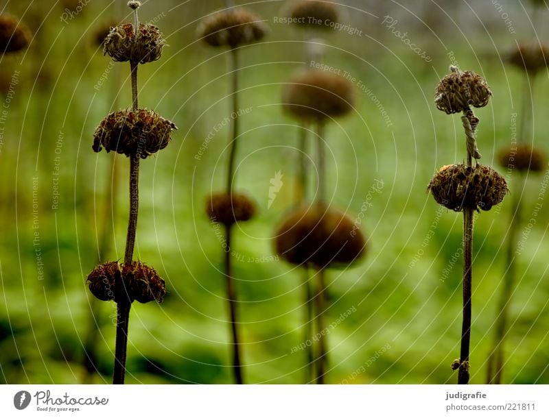 Wiese Umwelt Natur Pflanze Gras Blüte dehydrieren Wachstum dunkel natürlich trocken wild grün Stimmung Vergänglichkeit Farbfoto Außenaufnahme Menschenleer Tag