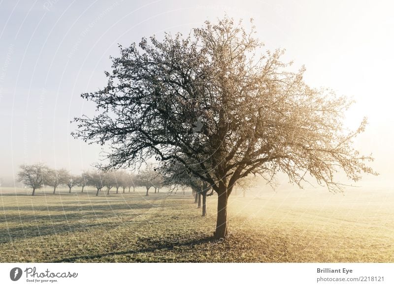 Herbstkontrast Tourismus Umwelt Natur Landschaft Pflanze Baum Feld authentisch hell Wärme weich gelb Stimmung Vertrauen Geborgenheit Warmherzigkeit schön