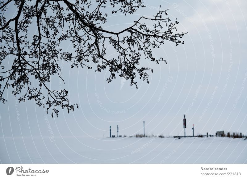 Winterblues ruhig Ausflug Schnee Natur Landschaft Klima Wetter Nebel Eis Frost Baum See Binnenschifffahrt Zeichen dunkel Stimmung Hoffnung Einsamkeit Horizont