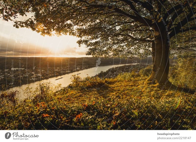 Aussicht auf das Rheintal bei Bonn im goldenen Herbst Natur Landschaft Himmel Wolken Hügel Gipfel Fluss Erpel positiv Einsamkeit Erholung Freiheit