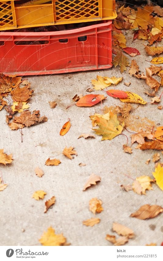 Kisten Buntes Herbst Blatt Kommunizieren liegen eckig trocken braun gelb gold grau rot Gefäße Behälter u. Gefäße Herbstlaub herbstlich Herbstfärbung