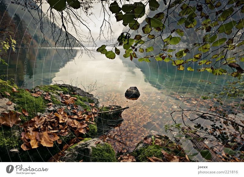 Stilles Wasser Natur Landschaft Himmel Wolken Herbst Baum Berge u. Gebirge Seeufer braun grau grün Königssee Farbfoto Gedeckte Farben mehrfarbig Außenaufnahme