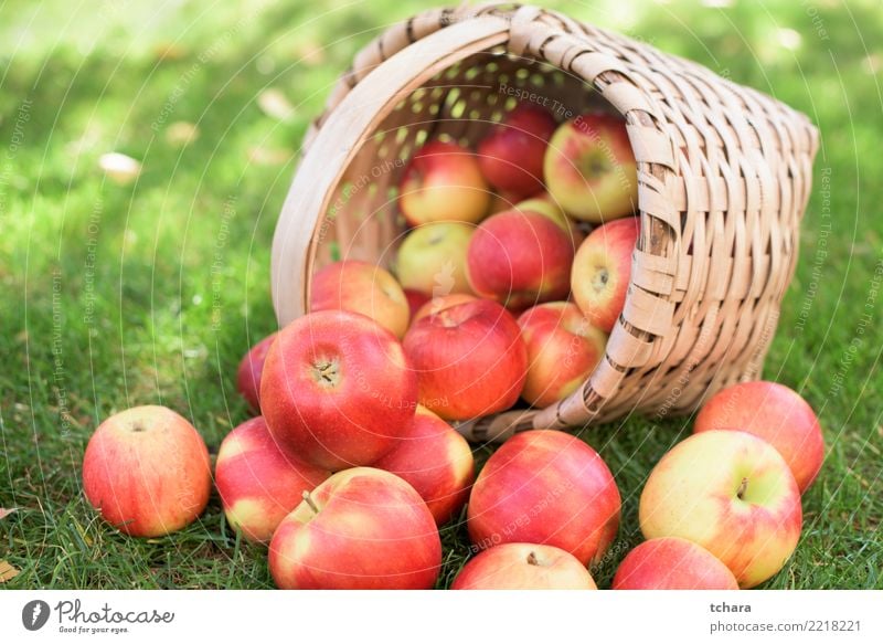 Reife Äpfel Frucht Apfel Saft Sommer Garten Natur Landschaft Pflanze Herbst Baum Gras Blatt Container Wachstum frisch hell lecker natürlich saftig grün rot weiß