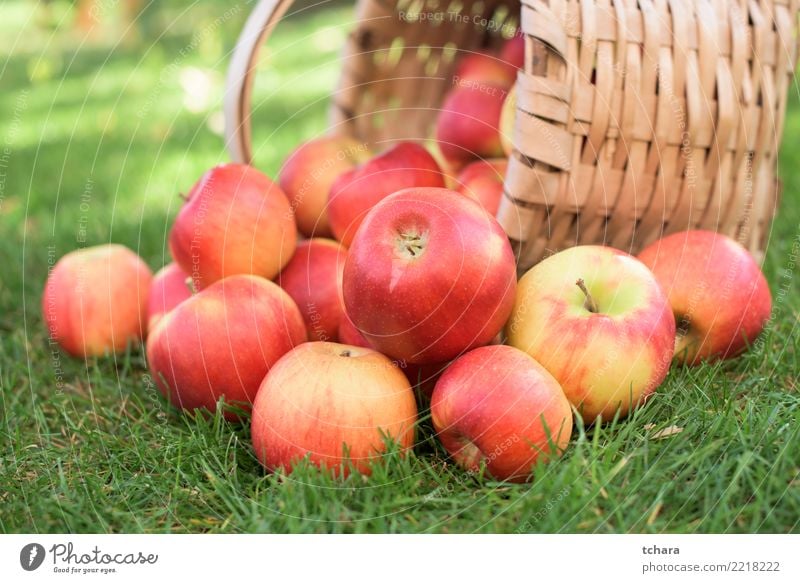 rote Äpfel Frucht Apfel Saft Sommer Garten Natur Landschaft Pflanze Herbst Baum Gras Blatt Container Wachstum frisch hell lecker natürlich saftig grün weiß