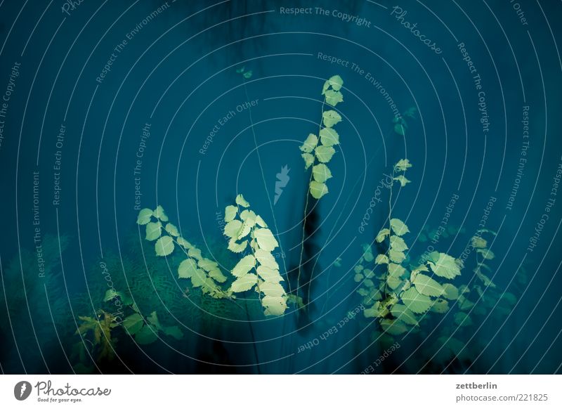 Strauch Ausflug Natur Pflanze Wasser Herbst schlechtes Wetter Nebel Sträucher Blatt Grünpflanze Farbfoto Außenaufnahme Detailaufnahme Experiment Menschenleer