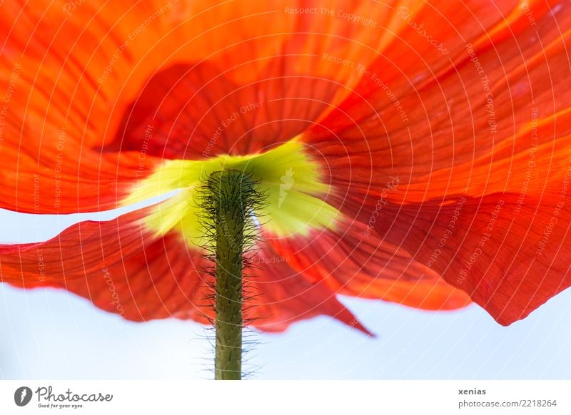 200. :-) Froschperspektive Frühling Blume Blüte Stengel Islandmohn Garten gelb grün rot Leichtigkeit haarig Blütenblatt Xenia Farbfoto Außenaufnahme