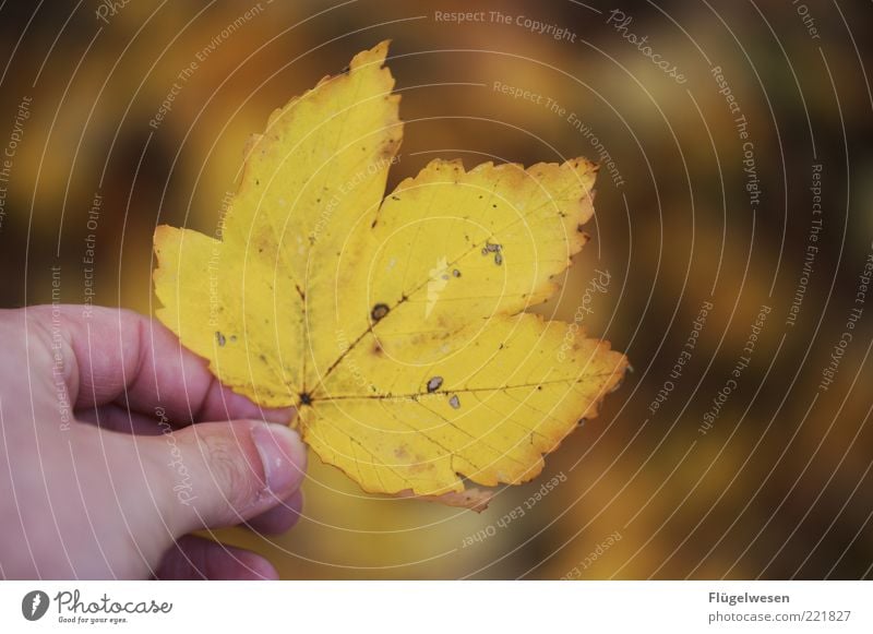 Christoph Maria Blatt Hand Umwelt Natur Herbst Klima alt natürlich Farbe Herbstlaub herbstlich Herbstfärbung Herbstbeginn Herbstwetter November Oktober