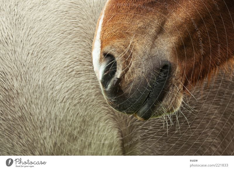 Schmunzeln Tier Fell Pferd Lächeln nah schön braun Tierliebe Ponys Nase Zärtlichkeiten Nüstern Vertrauen sanft Geruch Nasenhaar Farbfoto Gedeckte Farben