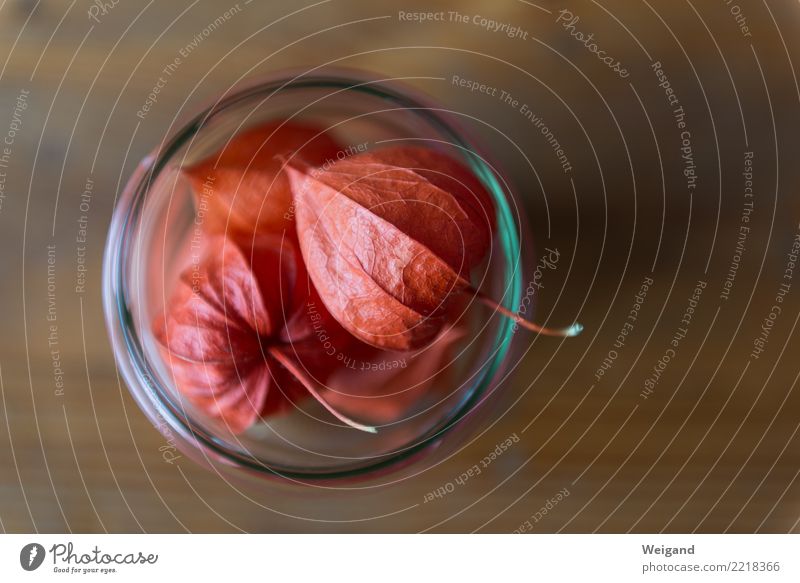 Herbstvorrat I Frucht Ernährung Bioprodukte Vegetarische Ernährung Diät Fasten Slowfood Raum dehydrieren orange trösten dankbar achtsam Gelassenheit geduldig