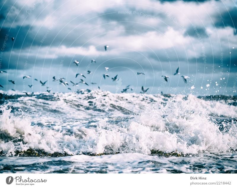 Möwen über den Ostseewellen II Umwelt Natur Landschaft Urelemente Luft Wasser Himmel Wolken Gewitterwolken Horizont Herbst Winter schlechtes Wetter Unwetter