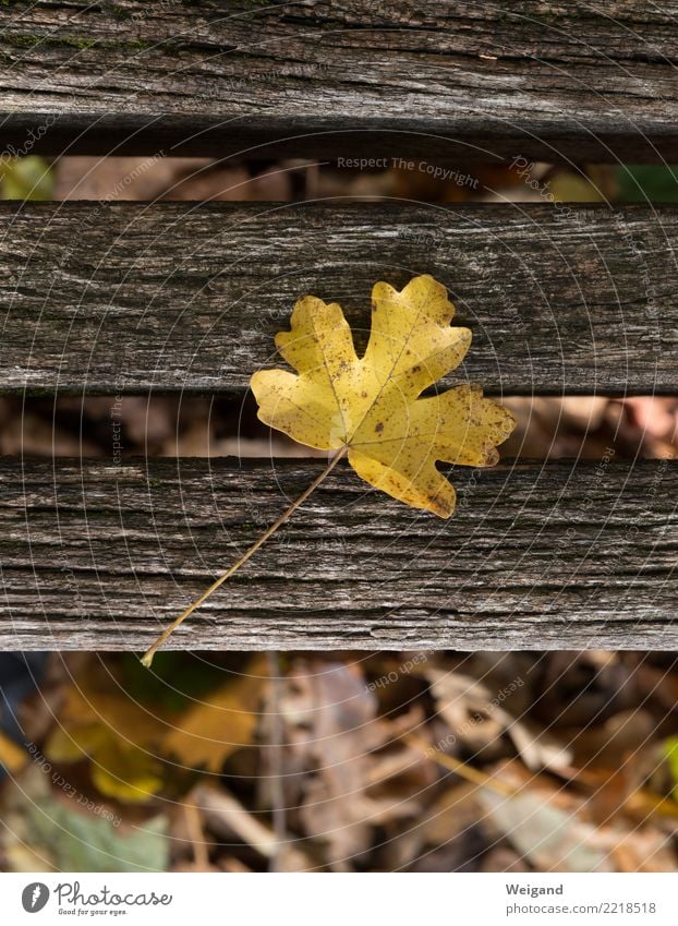 Zeitliches Trauerfeier Beerdigung Pflanze Baum Park alt dehydrieren braun gelb Zufriedenheit Treue achtsam Traurigkeit Sorge Tod Müdigkeit Natur Verfall Herbst